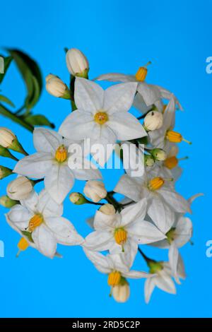 Vitigno di patata (Solanum jasminoides) Foto Stock