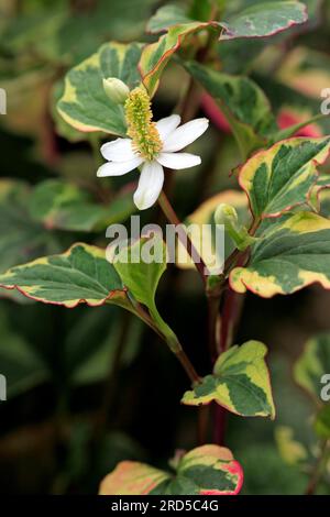 Mosto di pesce pianta di Chameleon (Houttuynia cordata), famiglia della coda di Lizardtail, Saururaceae Foto Stock