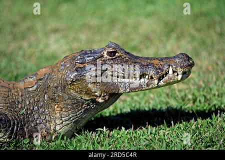 Paraguayan Caiman, Pantanal, Brasile (Caiman crocodilus yacare), lato, profilo Foto Stock