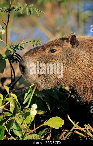 Capybara (Hydrochoerus hydrochaeris), Pantanal, Carpincho, Brasile Foto Stock