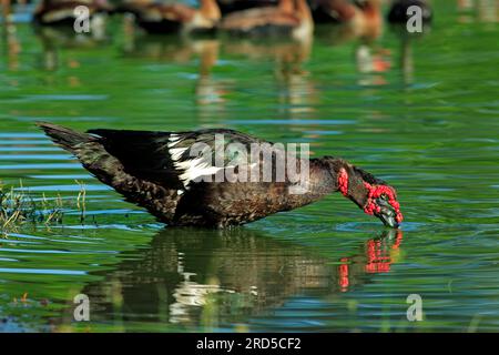 Moscovy Duck (Cairina moschata), Pantanal, Brasile Foto Stock