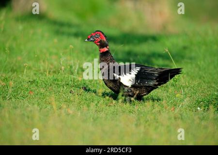 Moscovy Duck (Cairina moschata), Pantanal, Brasile Foto Stock