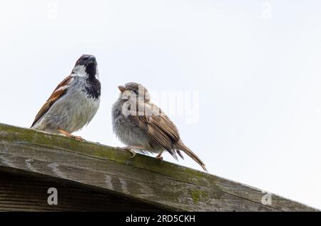 Passeri della casa "Passer domesticus", uccello adulto maschio con pulcino arroccato sulla recinzione del giardino, isolato contro il cielo bianco. Dublino, Irlanda Foto Stock