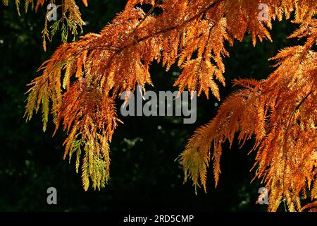 Cipresso calvo verticale (Taxodium distichum var. Imbricarium) (Taxodium ascendens nutans) Foto Stock