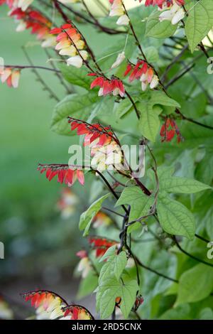 Vite Firecracker (Quamoclit lobata) (Ipomoea quamoclit) Foto Stock