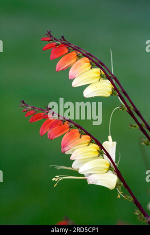 Vite Firecracker (Quamoclit lobata) (Ipomoea quamoclit) Foto Stock