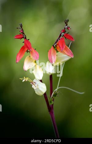 Vite Firecracker (Quamoclit lobata) (Ipomoea quamoclit) Foto Stock