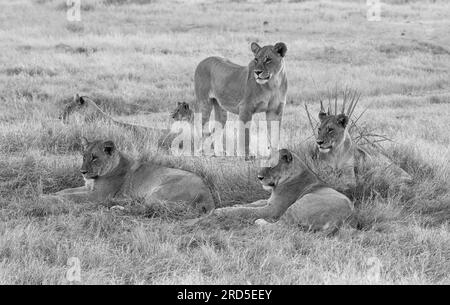 Orgoglio di sei leoni che guardano tutti nella stessa direzione, bianco e nero Foto Stock