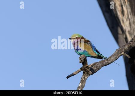 Lilac Breasted Roller arroccato su un serpente guardando a sinistra Foto Stock