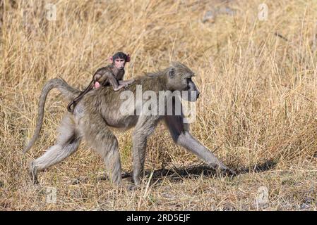 Baby Chacma baboon che cavalca sulla schiena della madre Foto Stock