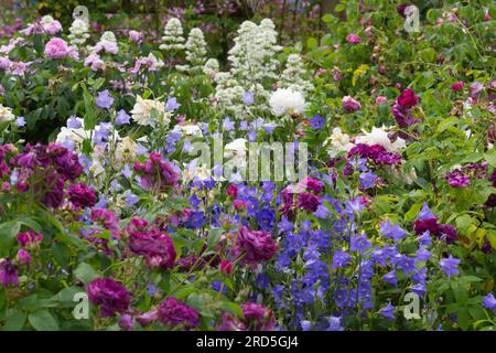 Colorato bordo di fiori estivi con rose antiche, valeriana bianca e campanula blu UK June Foto Stock