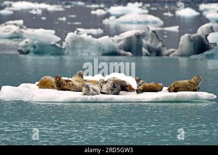 Un gruppo di foche portuali (Phoca vitulina) che giacciono su una pista di ghiaccio, Prince William Sound, Alaska, USA Foto Stock