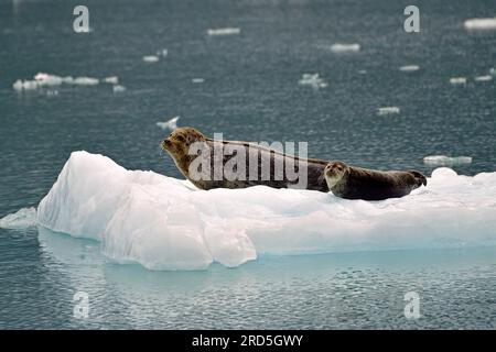 Foca del porto (Phoca vitulina) madre e suo cucciolo sdraiati su una pista di ghiaccio, Prince William Sound, Alaska, USA Foto Stock