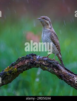 Colletto eurasiatico (torquilla di Jynx) sotto la pioggia, picchio, prato primaverile fiorito della riserva della biosfera, Elba centrale, Sassonia-Anhalt, Germania Foto Stock