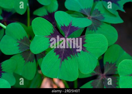 Lucky Clover (Oxalis depei) Foto Stock