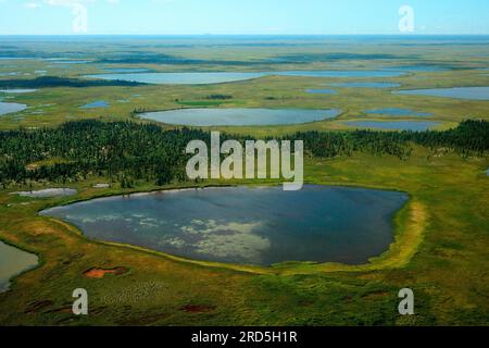 Tundra, Katmai National Park, Alaska, USA Foto Stock