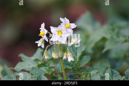 Patate in fiore. Fiori di patate fioriscono in luce solare crescono in pianta. Fiore bianco di patate in fiore su campo fattoria. Foto Stock
