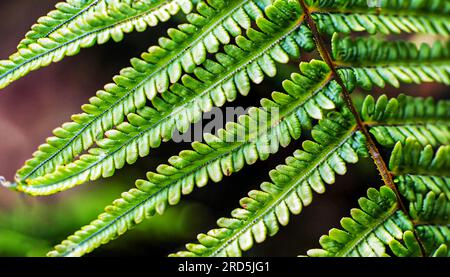 foto macro di petali di felce verdi. La felce fiorì. Felce su uno sfondo di piante verdi. La bellezza è nelle piccole cose Foto Stock