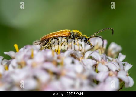 Insetto su fiore a Greenwich Park, Londra, Regno Unito Foto Stock