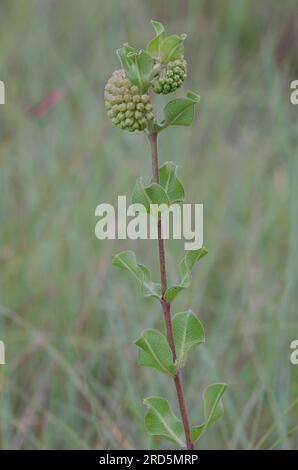 Verde Milkweed Comet, Asclepias viridiflora Foto Stock