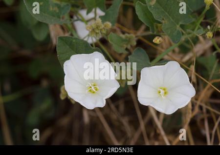 Campo Centinodia, Convolvulus arvense Foto Stock