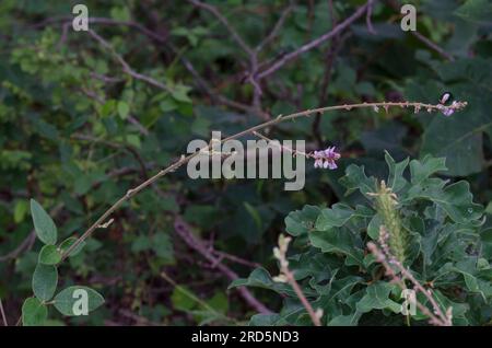Ticktrefoil, Desmodium sp. Foto Stock
