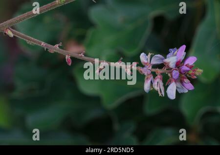 Ticktrefoil, Desmodium sp. Foto Stock