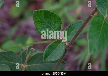 Ticktrefoil, Desmodium sp., stelo e foglie Foto Stock