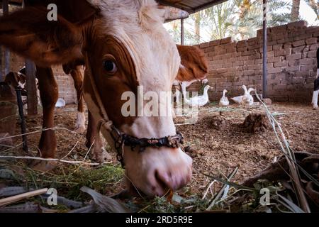 foto della mucca bruna che mangia nel fienile Foto Stock