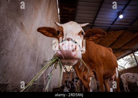 foto della mucca bruna che mangia nel fienile Foto Stock