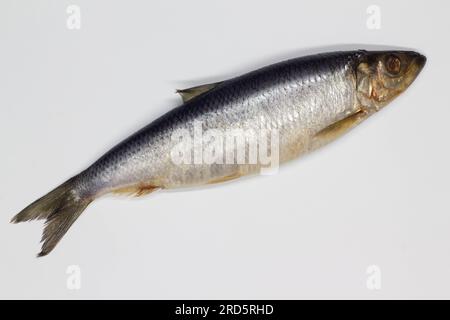 Aringhe su sfondo bianco. Isolato. Pesce salato intero. Aringhe salate. Pesca marina di successo. Catture di mare dei pescatori. Delizioso oceano succoso Foto Stock