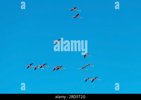 American flamingo (Phoenicopterus ruber) si riversa in volo, Ria Celestun Biosfera Reserve, Messico. Foto Stock