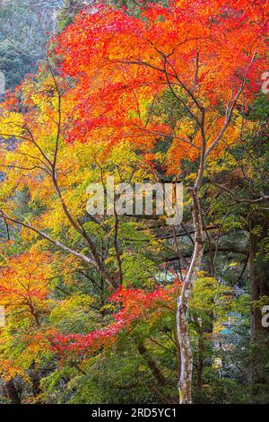 Foglie di acero rosso in autunno alla gola di Takachiho a Miyazaki, Giappone Foto Stock