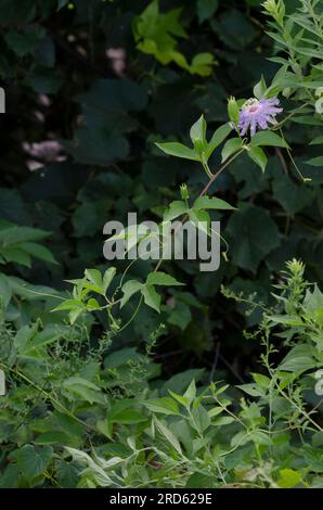 Passionflower viola, Passiflora incarnata Foto Stock