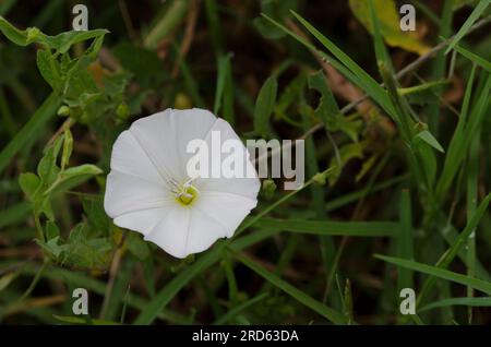 Campo Centinodia, Convolvulus arvense Foto Stock