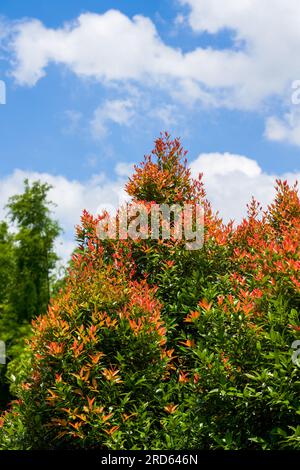 Foresta di foglie rosse con cielo blu e nuvole bianche all'aperto Foto Stock
