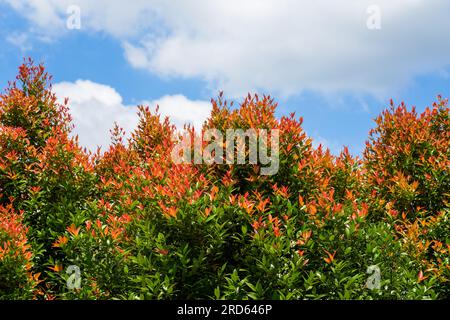 Foresta di foglie rosse con cielo blu e nuvole bianche all'aperto Foto Stock