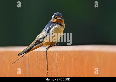 Un fienile adulto "Hirundo rustica", arroccato su una ringhiera superiore di un ponte di acciaio Foto Stock