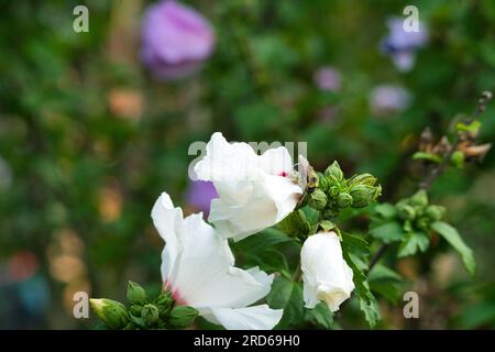 Carpenter Bee ricoperto in Pollen Next to a Rose of Sharon Hibiscus White Flower in Summer Sun Foto Stock