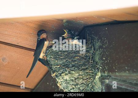 Barn Swallow Bird nutre i bambini nel Mud Nest a Eve of Roof in tarda estate Foto Stock