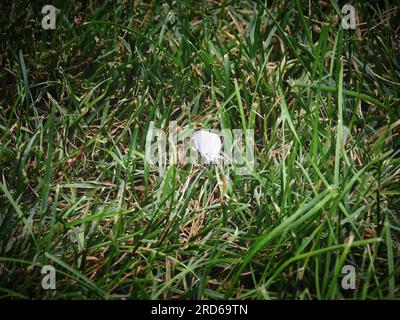 WESTERN Tailed Blue (Cupido amyntula) farfalla nell'erba in estate Foto Stock