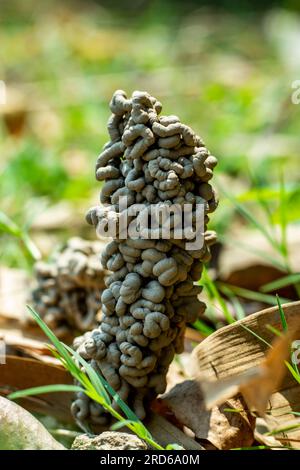 Il monte Tamborine ospita il lombricco gigante Digaster longmani che può crescere fino a oltre 1 m di lunghezza. Dopo che i lombrichi si nutrono, si spostano verso il surfac del suolo Foto Stock