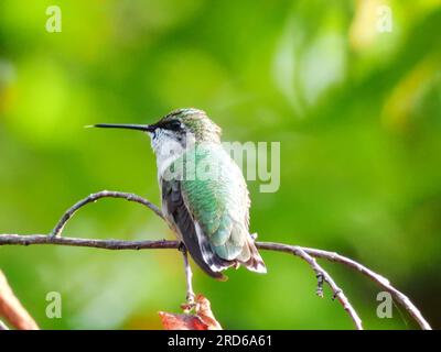 Colibrì con la punta di rubino arroccato su un ramo morto con la lingua che esce in una giornata soleggiata Foto Stock