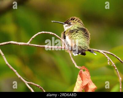 Colibrì con il rombo di rubino seduto sul ramo degli alberi al sole Foto Stock