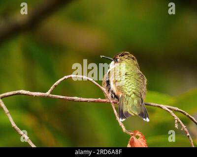 Colibrì con il rombo di rubino seduto sul ramo degli alberi al sole Foto Stock