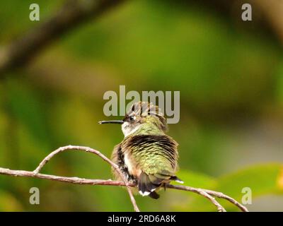 Colibrì con il rombo di rubino seduto sul ramo degli alberi al sole Foto Stock