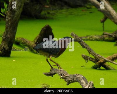 Green Heron si trova su un ramo di alberi caduti a caccia di uno stagno pieno di anatre in una giornata di sole Foto Stock