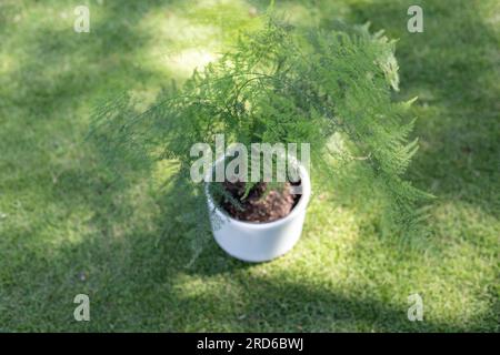 Felce di asparagi Plumosa in giardino. Foto Stock