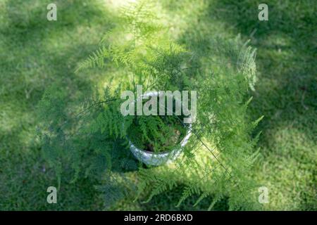 Vista dall'alto di una felce di Plumosa in un vaso decorativo bianco su uno sfondo di erba verde Foto Stock