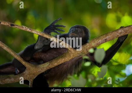 Coiba Howler Monkey, Alouatta coibensis, all'interno della foresta pluviale del parco nazionale di Coiba, oceano Pacifico, provincia del Veraguas, Repubblica di Panama. Foto Stock